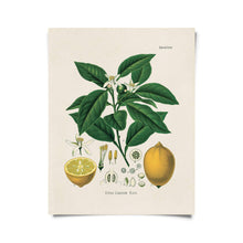 Load image into Gallery viewer, Vintage Botanical Citrus Lemon Print w/ optional frame: 8x10 / Print Only