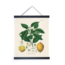Load image into Gallery viewer, Vintage Botanical Citrus Lemon Print w/ optional frame: 8x10 / Print Only