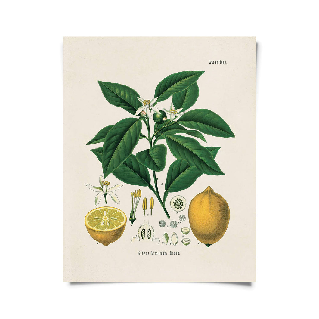 Vintage Botanical Citrus Lemon Print w/ optional frame: 8x10 / Print Only