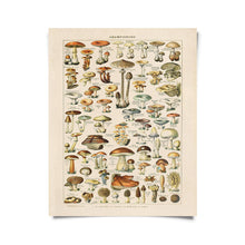 Load image into Gallery viewer, Vintage French Champignons Mushroom Print w/ optional frame: 11x14 / Print Only
