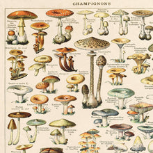 Load image into Gallery viewer, Vintage French Champignons Mushroom Print w/ optional frame: 11x14 / Print Only
