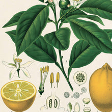Load image into Gallery viewer, Vintage Botanical Citrus Lemon Print w/ optional frame: 8x10 / Print Only

