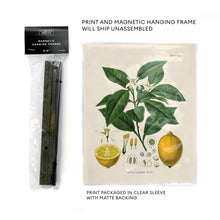 Load image into Gallery viewer, Vintage Botanical Citrus Lemon Print w/ optional frame: 8x10 / Print Only
